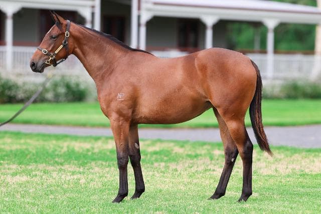 2025 Ingis Classic Yearling Sale wrap up