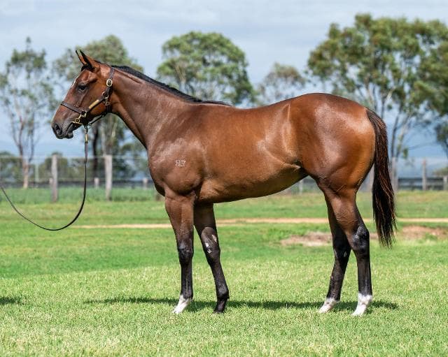 2025 Ingis Classic Yearling Sale wrap up