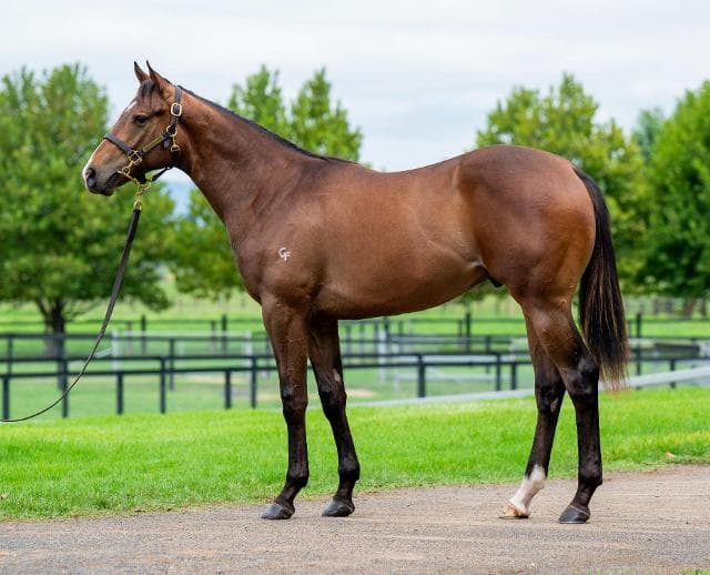 2025 Ingis Classic Yearling Sale wrap up