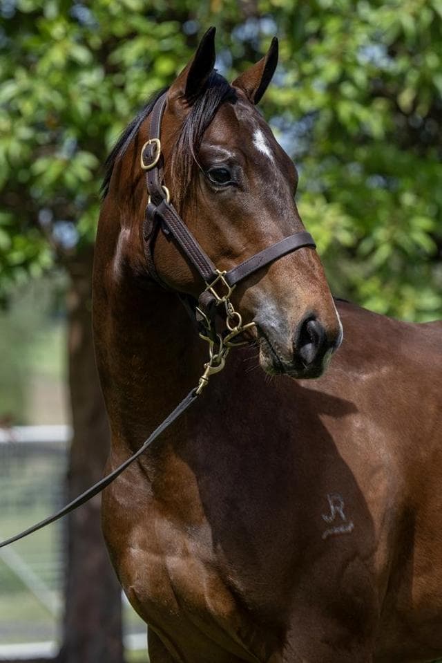 Wrap up of Magic Millions Sales Day 1