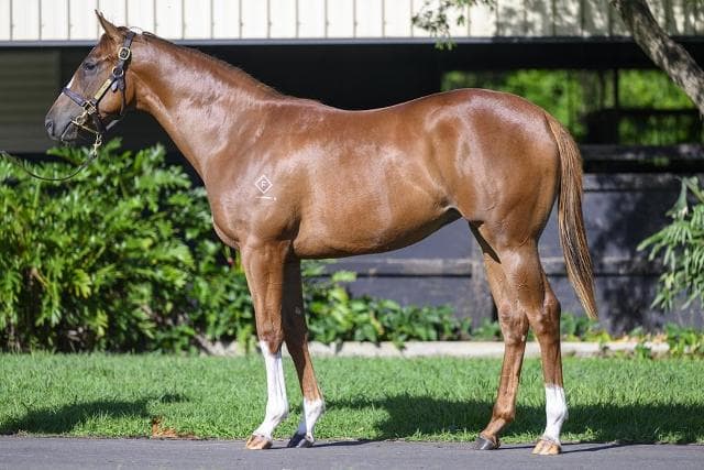 Magic Millions Day 2 & 3 Wrap Up